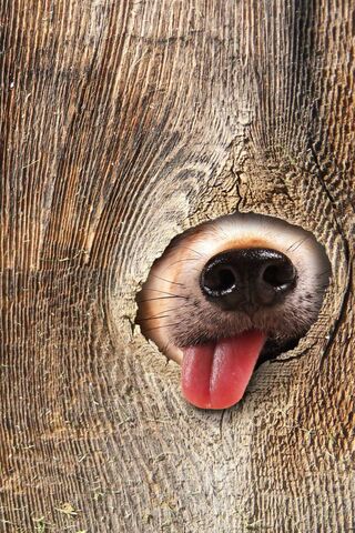 Funny Animal Wallpaper - Download to your mobile from PHONEKY