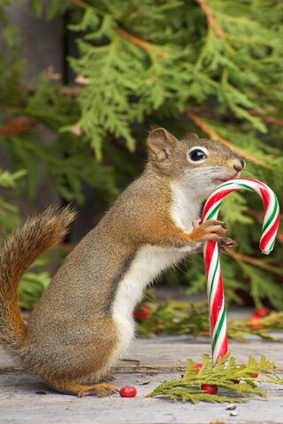 Holiday Hero: The Jedi Squirrel