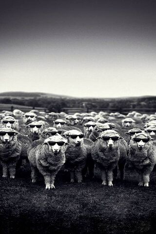 Cool Sheep Squad 🐑😎