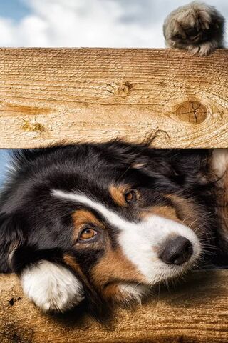 Paw-sitively Adorable: The Curious Canine