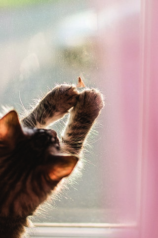 Curious Paws: A Cat's W..