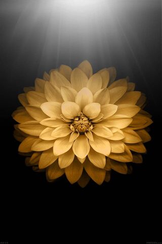 Golden Blossom: Nature's Radiance 🌼✨