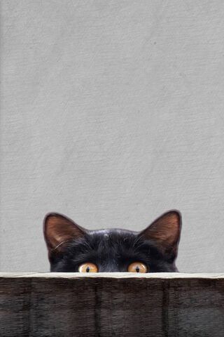Curious Kitty Peeking O..