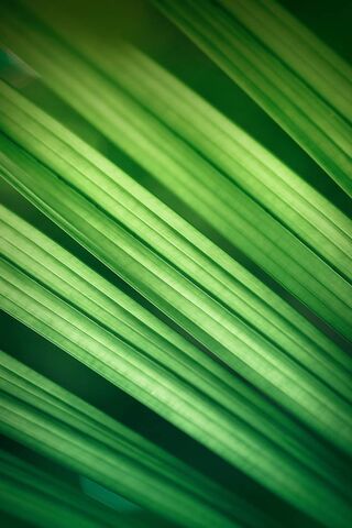 Nati Style: Nature's Green Symphony 🎶🌿