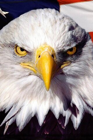 Majestic Symbol of Free..