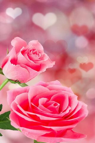 Blossoms of Love: A Ros..
