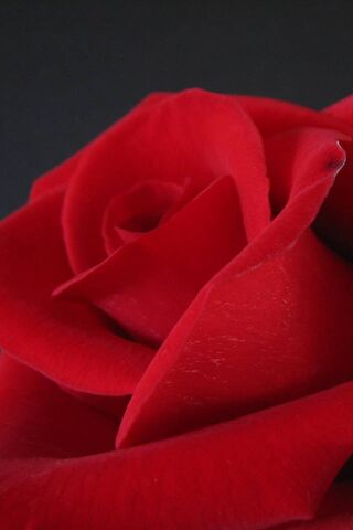 Crimson Elegance: The T..