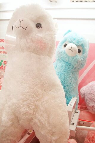 Alpaca