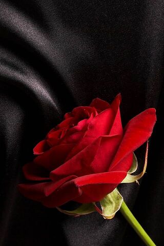 Elegance in Bloom: A Rose's Embrace
