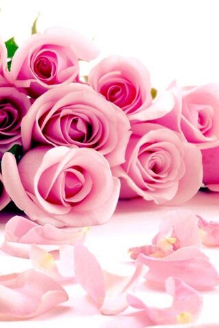 Pink Rose Lov
