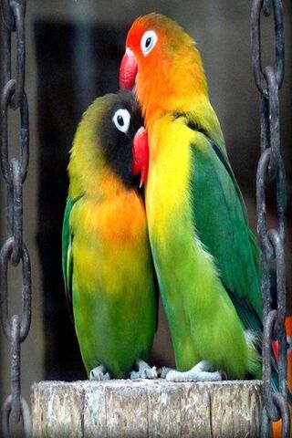 Loving Parrots