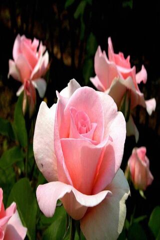 Pink Love Roses