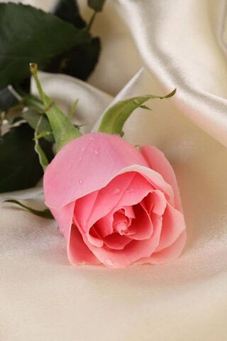 Whispers of Elegance: T..