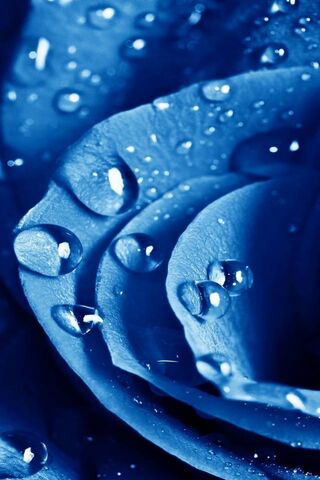 Petals Drops