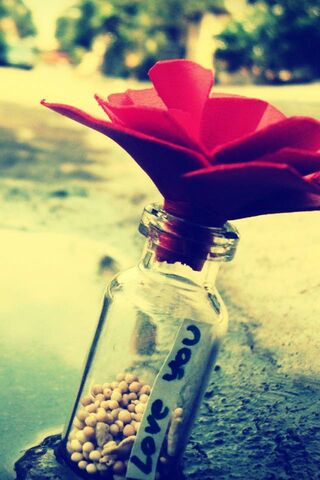 A Bottle of Affection 🌹✨