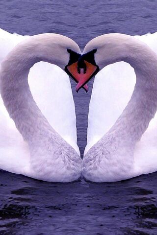 Two Loving Swans