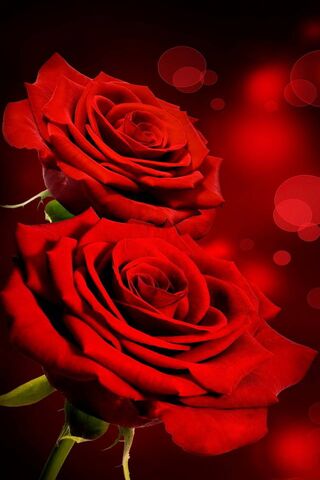 Red Roses