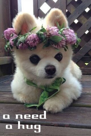 Cuddle Me Cutie! 🐾💖