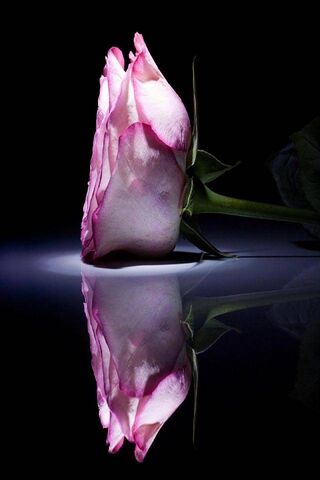 गुलाबी प्यार गुलाब