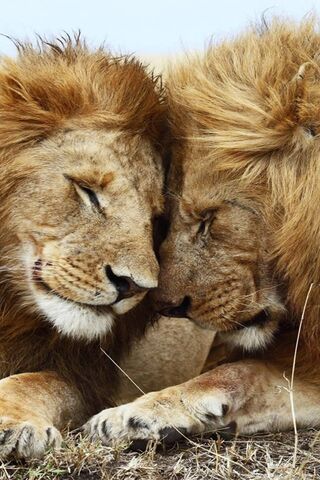 Love in the Wild: A Lion's Embrace 🦁❤️