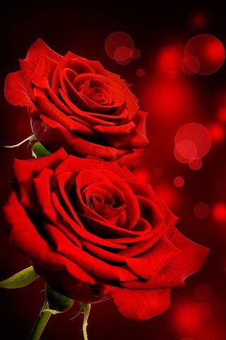 Passionate Blooms: A Celebration of Red Roses 🌹❤️