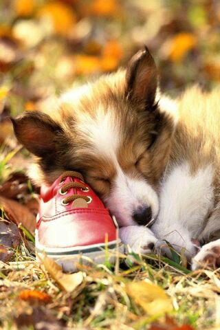 Dreamy Paws and Cozy Shoes 💤👟