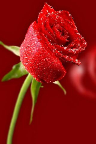 Róża z miłością