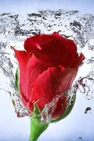 Eternal Love in Bloom �..