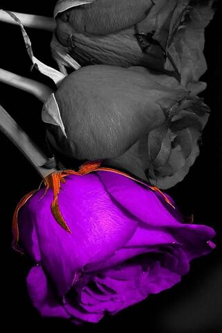 Mystical Elegance: The Purple Rose 🌹✨