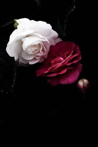 Eternal Embrace of Love..