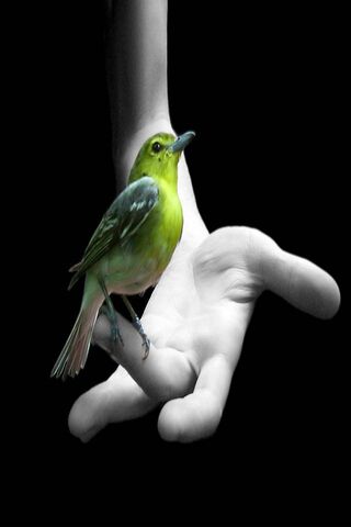 手の中の鳥