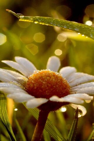Morning Dew on Chamomile: Nature's Calm