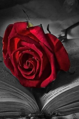 Whispers of Love: The Enchanted Red Rose 🌹✨