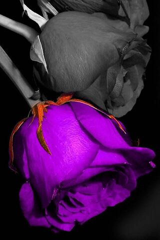 Mystical Elegance: The Enchanted Purple Rose 🌹✨