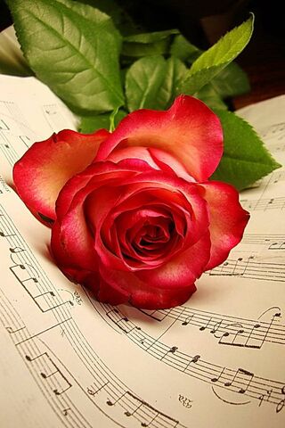 संगीतमय गुलाब