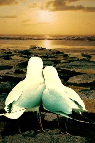 Lovebirds at Dusk: A Se..
