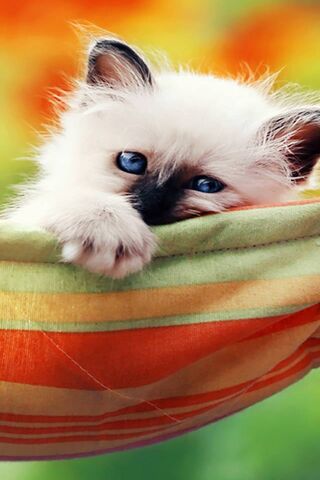 Cozy Cuddles: A Kitten's Dream