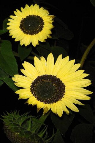 Radiant Sunflower Delight 🌻✨