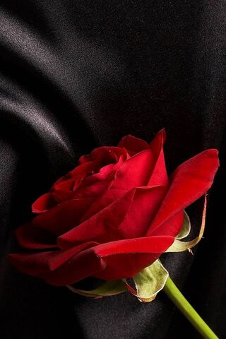 Elegance in Bloom: A Ro..