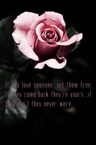 The Freedom of Love 🌹