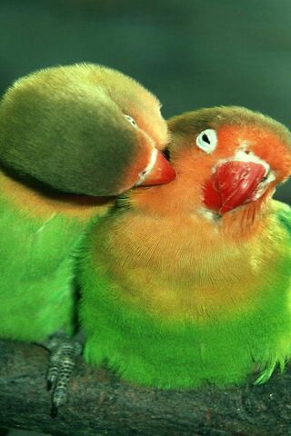 Lovebirds