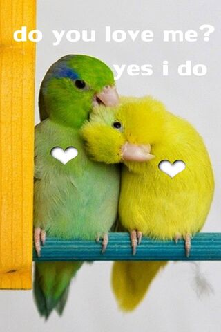 Lovebirds in Harmony 💚💛