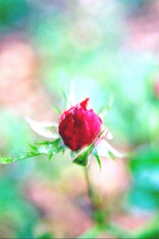 The Budding Beauty: A R..