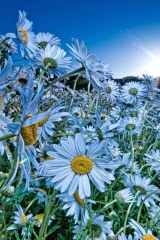Chamomile Dreams: A Field of Serenity 🌼✨