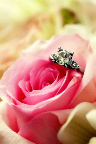 Romance in Bloom 🌹💍