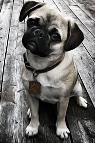 Pug Love: The Adorable ..