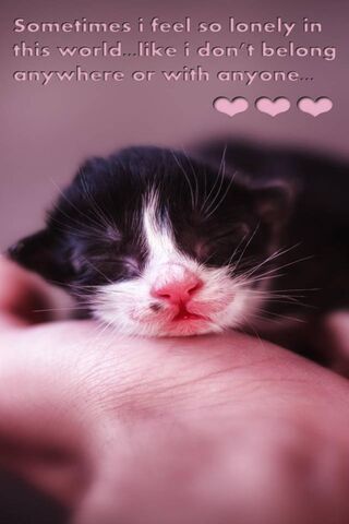 Whispers of Solitude: A Kitten's Heart