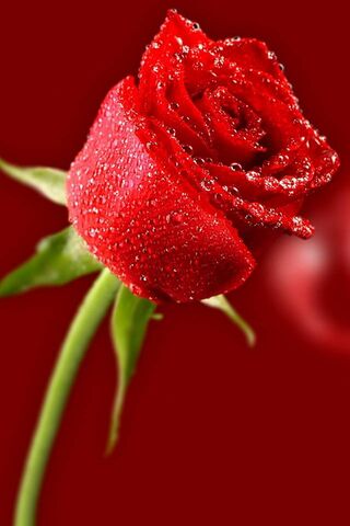 Love Red Rose