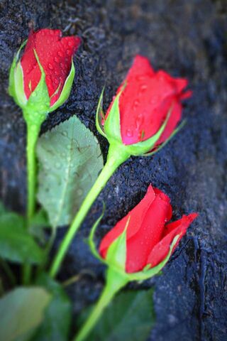 Blooms of Affection 🌹✨