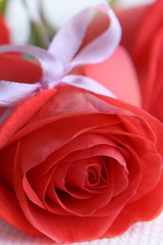 Blossoms of Affection 🌹